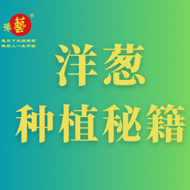 洋蔥種植秘籍：掌握這八點(diǎn)，種出優(yōu)質(zhì)洋蔥！